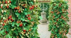 Фото - Клубника вьющаяся: выращивание на вертикальных грядках