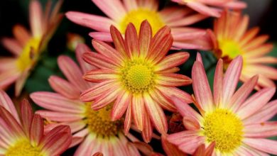 Фото - 7 цветов, которые будут украшать ваш сад в сентябре