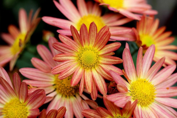 Фото - 7 цветов, которые будут украшать ваш сад в сентябре