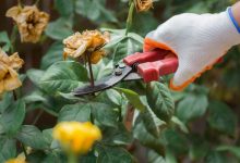 Фото - Обрезка роз после цветения: инструкция для всех видов