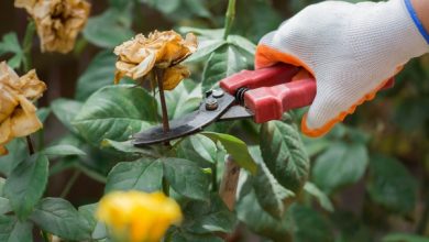Фото - Обрезка роз после цветения: инструкция для всех видов