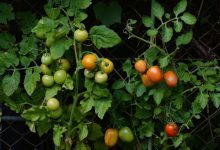 Фото - На листьях помидоров желтые пятна: почему появляются и как избавиться