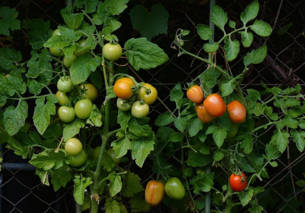 Фото - На листьях помидоров желтые пятна: почему появляются и как избавиться